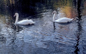 Waterscape-1